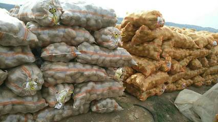 [荷蘭十五號種薯批發(fā)]荷蘭十五號種薯 一級原種價格1.5元/斤 2000斤起批